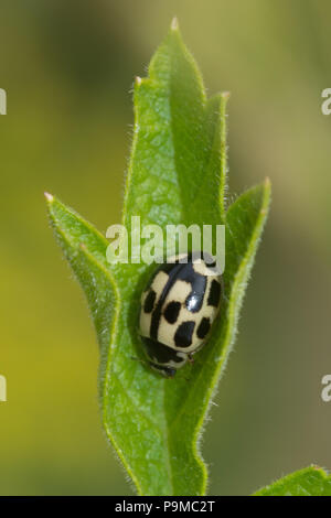 14 Punkt Marienkäfer (Propylea quattuordecimpunctata) auf einem grünen Blatt, Großbritannien Stockfoto
