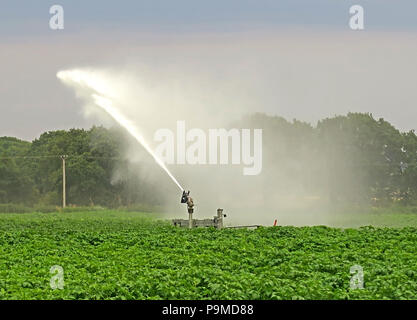 Sprinkler in einem Yorkshire Ernte der Kartoffeln, Sommer, England, Großbritannien Stockfoto