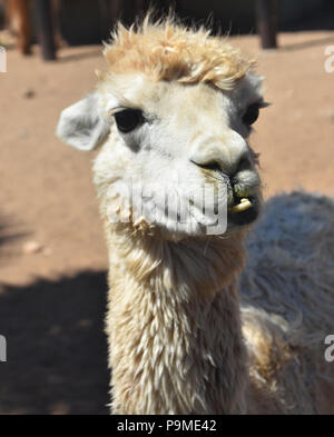 Wirklich süß Häuslich weiß Alpaka mit lustig aussehende Zähne. Stockfoto