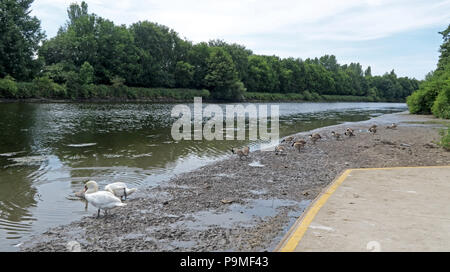 Warrington Ruderverein, Ebbe Mersey River, Sommer 2018, Cheshire, North West England, Großbritannien Stockfoto