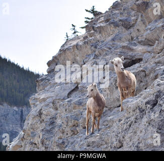 Juvenile Bighorn Schafe leicht ihren Weg auf einem steilen Felsvorsprung auf dem Mount Rundle in der Nähe von Banff, Alberta, Kanada machen Stockfoto