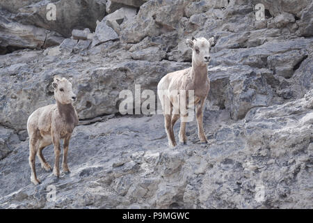 Ein paar Jugendliche Bighorn Schafe machen sich auf den Weg entlang einer steilen Felsvorsprung oberhalb des Grassi Seen in der Nähe von Canmore, Alberta, Kanada Stockfoto