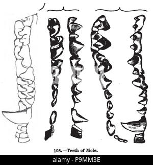 131 Animaldentition talpaeuropaea Stockfoto