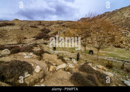 Pferd im Hof in Nako, Dorf, Kinnaur Tal, Stockfoto