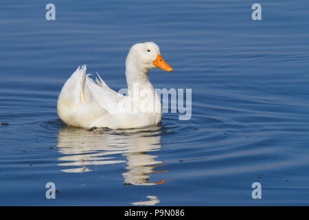 Eine sehr glückliche weiße Stockente, Anas platyrhnchos, auf himmelblauem Wasser. Stockfoto