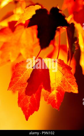 Red and orange maple leaves backlit by garden lighting in the fall. Stockfoto