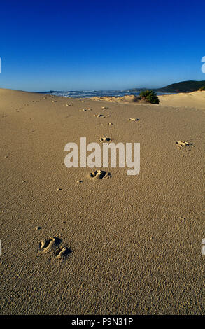 Wallaby oder Känguruh Titel Aufstieg in einer Sanddüne auf einem entfernten Strand. Stockfoto