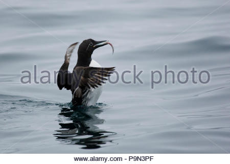 Brunnich der trottellummen/Thick-billed murre mit einem Fisch im Schnabel. Stockfoto