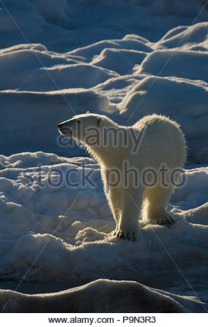 Eisbär, Ursus maritimus, auf dem Packeis. Stockfoto