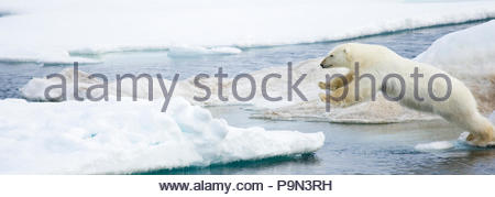 Eisbär, Ursus maritimus, springen auf Packeis im Water's Edge. Stockfoto