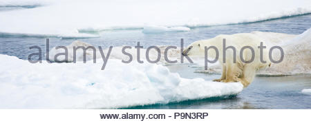 Eisbär, Ursus maritimus, auf Packeis im Water's Edge. Stockfoto