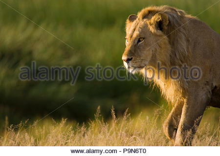 Majestic männlicher afrikanischer Löwe Panthera leo, im goldenen Sonnenlicht. Stockfoto