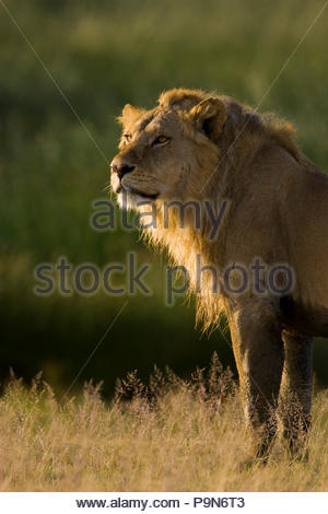 Majestic männlicher afrikanischer Löwe Panthera leo, im goldenen Sonnenlicht. Stockfoto