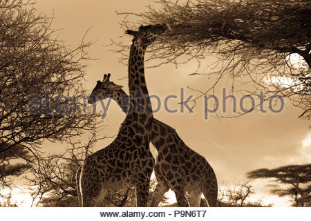 Masai Giraffen, Giraffa Camelopardalis, essen Treetop verlässt. Stockfoto