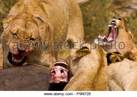 Afrikanische Löwen, Panthera leo, Schlemmen auf einen töten. Stockfoto