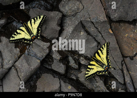 E. Tiger Swallowtail Schmetterlinge (Papilio glaucus) Trinkwasser, Minnesota, USA, von Bruce Montagne/Dembinsky Foto Assoc Stockfoto