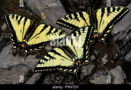 E. Tiger Swallowtail Schmetterlinge (Papilio glaucus) Trinkwasser, Minnesota, USA, von Bruce Montagne/Dembinsky Foto Assoc Stockfoto