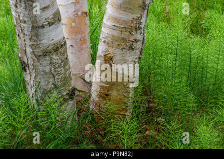 Papier Birke (Betula Papyrifera) und Schachtelhalme (Equisetum), Northern Minnesota, von Bruce Montagne/Dembinsky Foto Assoc Stockfoto