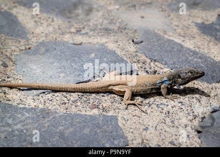 Ein einsamer Mann GALLOTIA GALLOTI - Gallot der Eidechse - mit blauen Markierungen auf den Teide in Teneriffa. Stockfoto