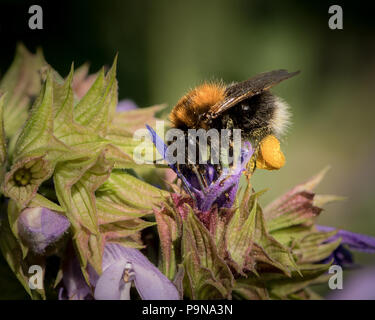 Nahaufnahme einer gemeinsamen carder Biene (Bombus pascuorum) Fütterung mit Salbei Stockfoto
