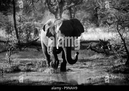 Ein afrikanischer Elefant (Loxodanta Africana) gehen über den Okavango Delta - BOTSWANA Stockfoto