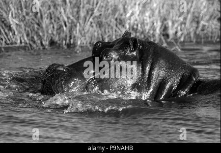 HIPPOS (Hippopatamus Amphibius) sind sehr territorial und verbringen die meiste Zeit des Tages im Wasser - MOREMI GAME RESERVE Stockfoto