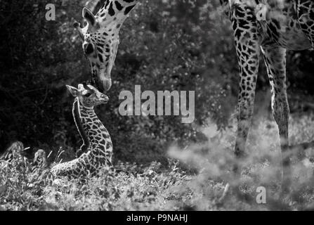 Ein neugeborenes maasai Giraffe (Giraffa Camelopardalis) ist so jung noch nicht Stand - Tansania, LAKE MANYARA NATIONAL PARK Stockfoto