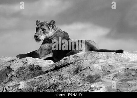 Eine Löwin Umfragen ihr Königreich von einem KOPJE (felsvorsprung) - Serengeti National Park, Tansania Stockfoto
