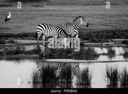 Zwei Burchell's Zebra (Equus Burchelli) ist in einem Pool von Regenwasser wider - SERENGETI NATIONAL PARK Stockfoto