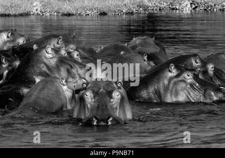 Eine große Herde von Flusspferd (Hippopotamus Amphibius) in den SAMBESI - Sambia Stockfoto