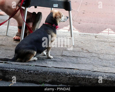 Terrier Hund wartet auf seinen Meister durch das Sitzen unter dem Tisch im Restaurant Blick auf die Welt, indem sie Stockfoto