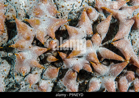 Große fleischige spikes Abdeckung der Haut der Ananas Seegurke es vor Raubtieren zu schützen. Stockfoto