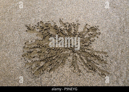 Sand Bubbler Krabben der Sand um ihre Unterschlüpfe für Lebensmittel Scour, Es formiert sich aufgeblasen Pellets, die den Strand. Stockfoto