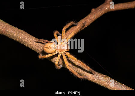 Ein Abzeichen Huntsman Spider entlang eine Filiale in der Nacht in den Regenwald. Stockfoto