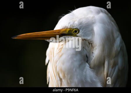 Eine östliche Silberreiher Rastplätze auf einer Mangrove Zweig über einem Fluss. Stockfoto