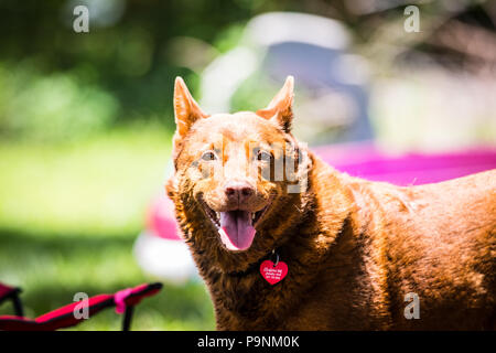 Hunde im Sommer Stockfoto