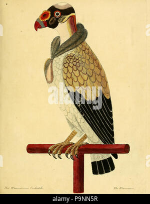 85 eine Naturgeschichte der Vögel - mit hundert und eins Kupferplatten, neugierig eingraviert aus dem Leben (1731) (14561821390 dargestellt) Stockfoto