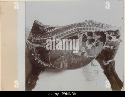 88 eine Reihe von Fotografien, die die Anatomie von Pferd und Hund nach der Methode der gefrorener Zubereitungen und Abschnitte erstellt von S Sisson von Toronto (HS 85-10 -9846-10) Stockfoto