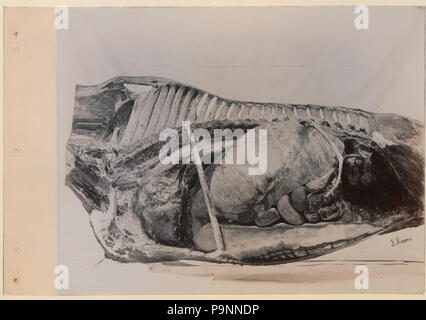 88 eine Reihe von Fotografien, die die Anatomie von Pferd und Hund nach der Methode der gefrorener Zubereitungen und Abschnitte erstellt von S Sisson von Toronto (HS 85-10 -9846-3) Stockfoto