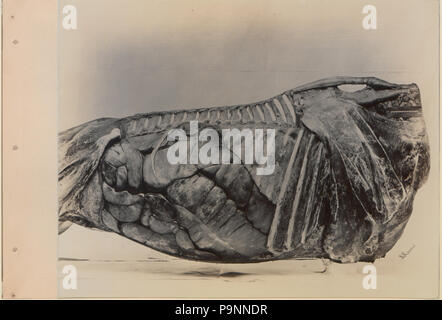 88 eine Reihe von Fotografien, die die Anatomie von Pferd und Hund nach der Methode der gefrorener Zubereitungen und Abschnitte erstellt von S Sisson von Toronto (HS 85-10 -9846-4) Stockfoto