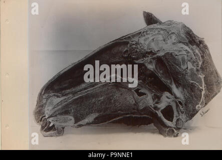 88 eine Reihe von Fotografien, die die Anatomie von Pferd und Hund nach der Methode der gefrorener Zubereitungen und Abschnitte erstellt von S Sisson von Toronto (HS 85-10 -9846-9) Stockfoto