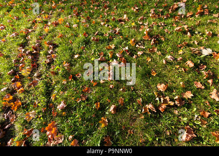 Farbige bunten Ahornblätter liegen auf dem Grünen helles Gras in die Herbstsaison, Nahaufnahme, Ansicht von oben Stockfoto