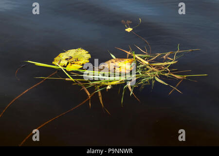 Schwimmt auf der Oberfläche des Wassers Algen, Segge und Blätter der Seerosen auf dem See, Nahaufnahme im Herbst Stockfoto