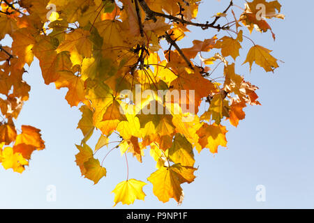 Die Farbe wechselte aber nicht Blätter Ahorn im Herbst Wald gefallen, close-up gegen den Himmel Stockfoto
