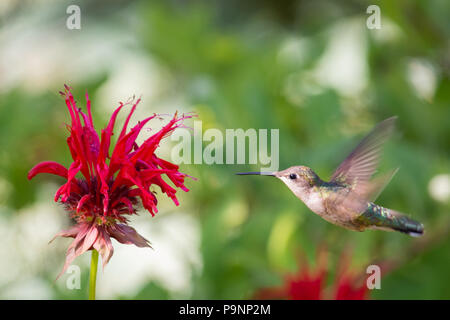 Eine weibliche Ruby throated hummingbird (Archilochus colubris) Stillen im MONARDA oder Biene Balsam in einem Garten in Spekulant, NY, USA Stockfoto