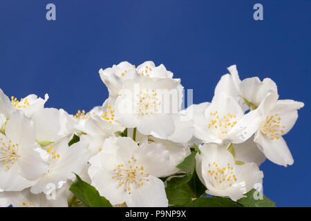 Schöne frische und duftenden Jasminblüten auf einem Busch, close-up vor blauem Himmel, Feder Stockfoto