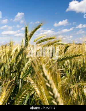 Reifen von Roggen auf dem Feld im Sommer, landwirtschaftliche Tätigkeiten Stockfoto