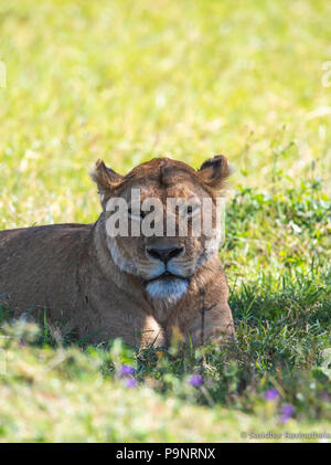 Königin des Dschungels eine Afrikanische Löwin im Schatten ausruhen Stockfoto