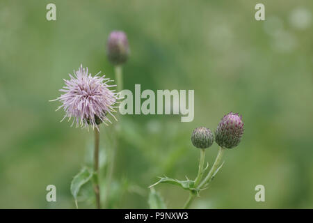 Cirsium arvense (Creeping Thistle) Stockfoto