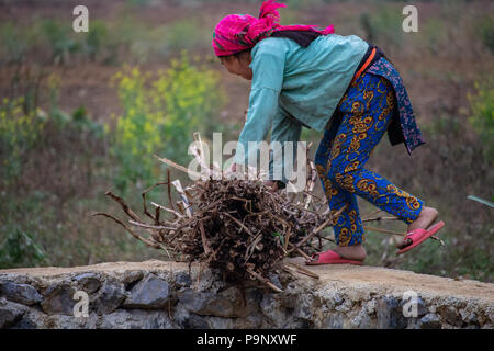 Ha Giang, Vietnam - 17. März 2018: Weibliche Landarbeiter Transport von Holz in einer abgelegenen Gegend von Nord Vietnam Stockfoto